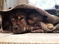 filou (43)